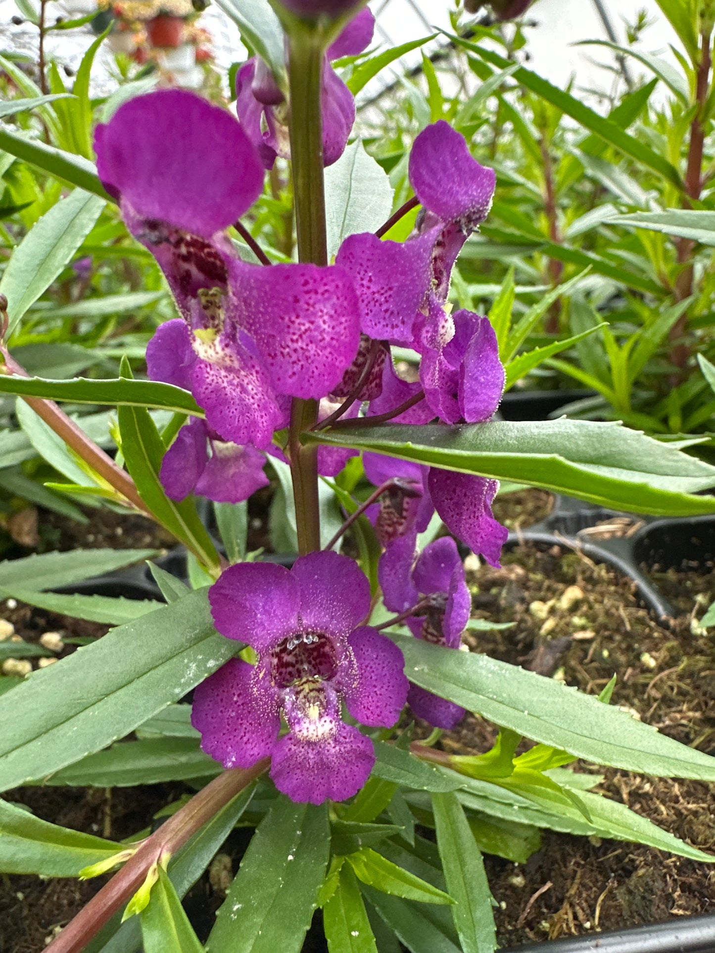 ANGELONIA SERENITA PURPLE - JUMBO 6 PACK