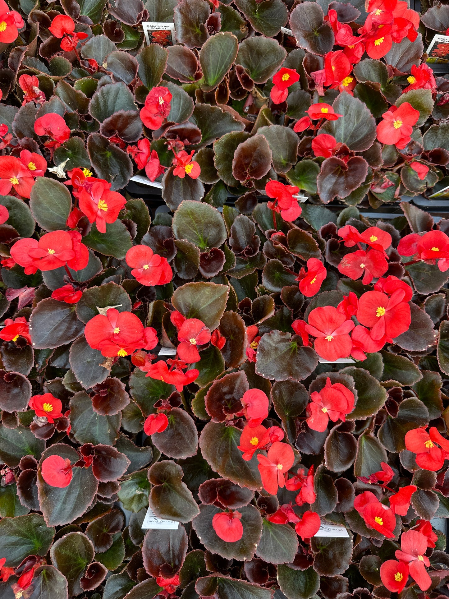 BEGONIA BADA BOOM SCARLET - FLAT OF 48 PLANTS