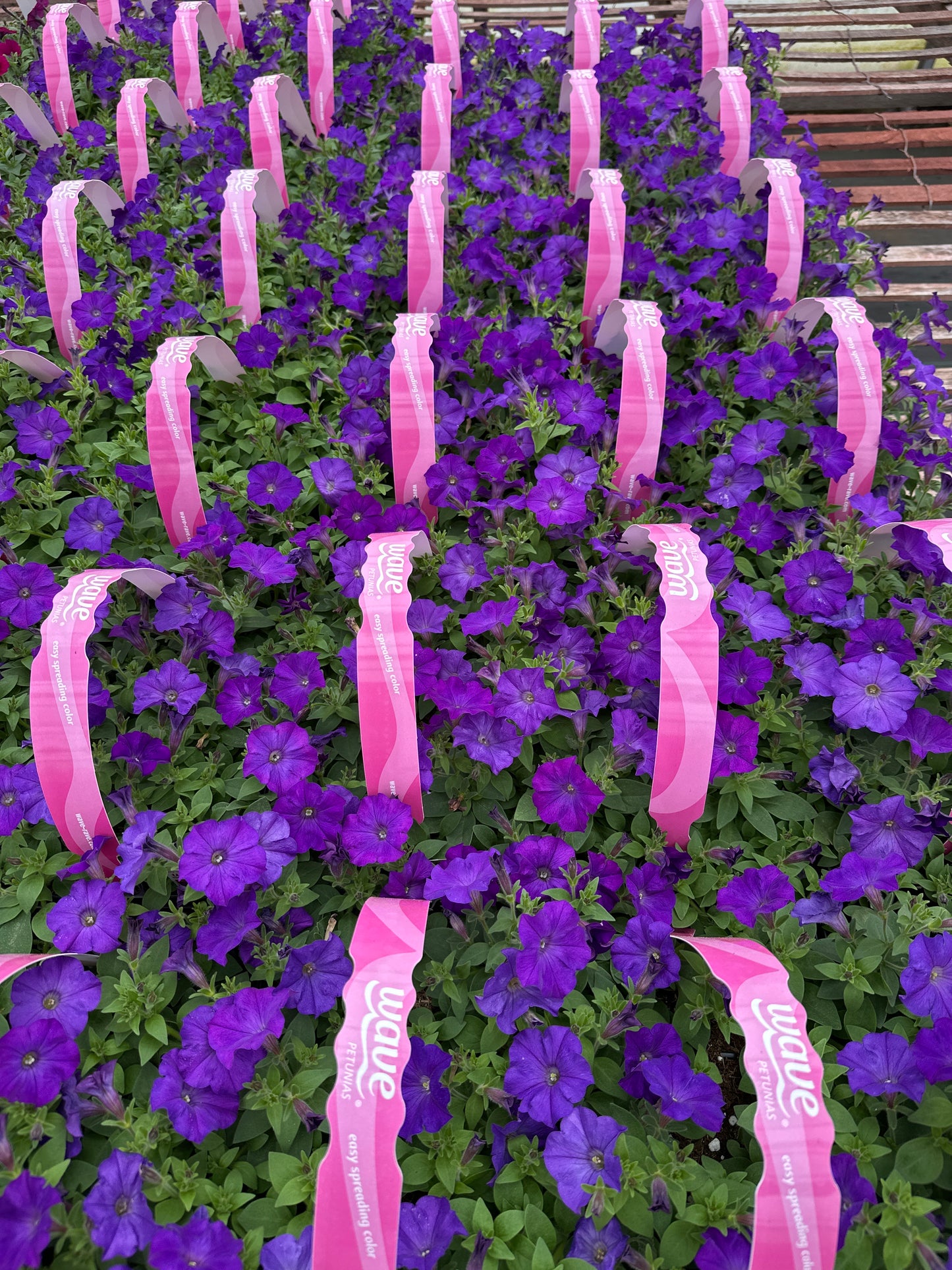 PETUNIA SHOCK WAVE DENIM - JUMBO 6 PACK