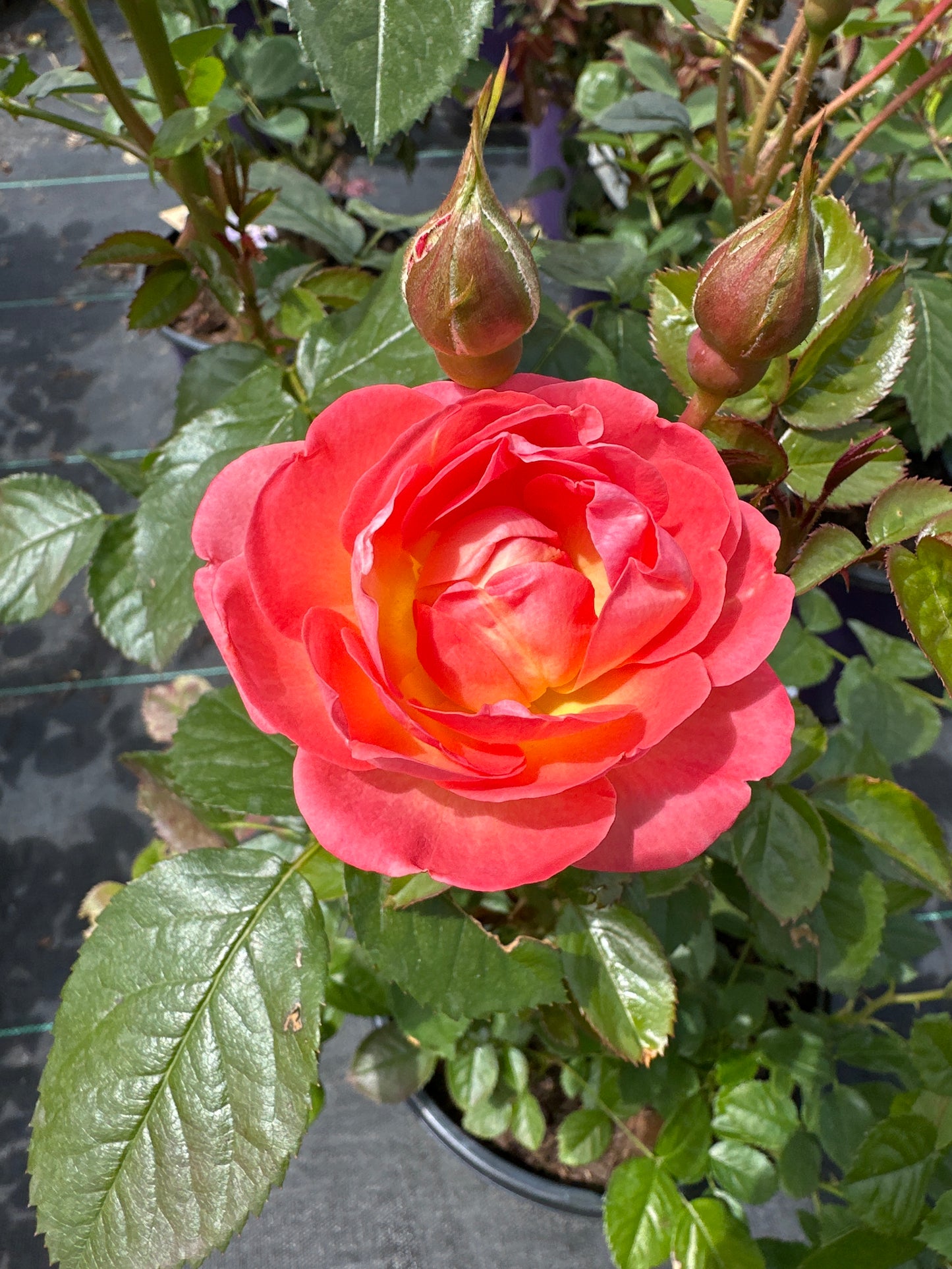 ROSE KO Orange Glow Knock Out