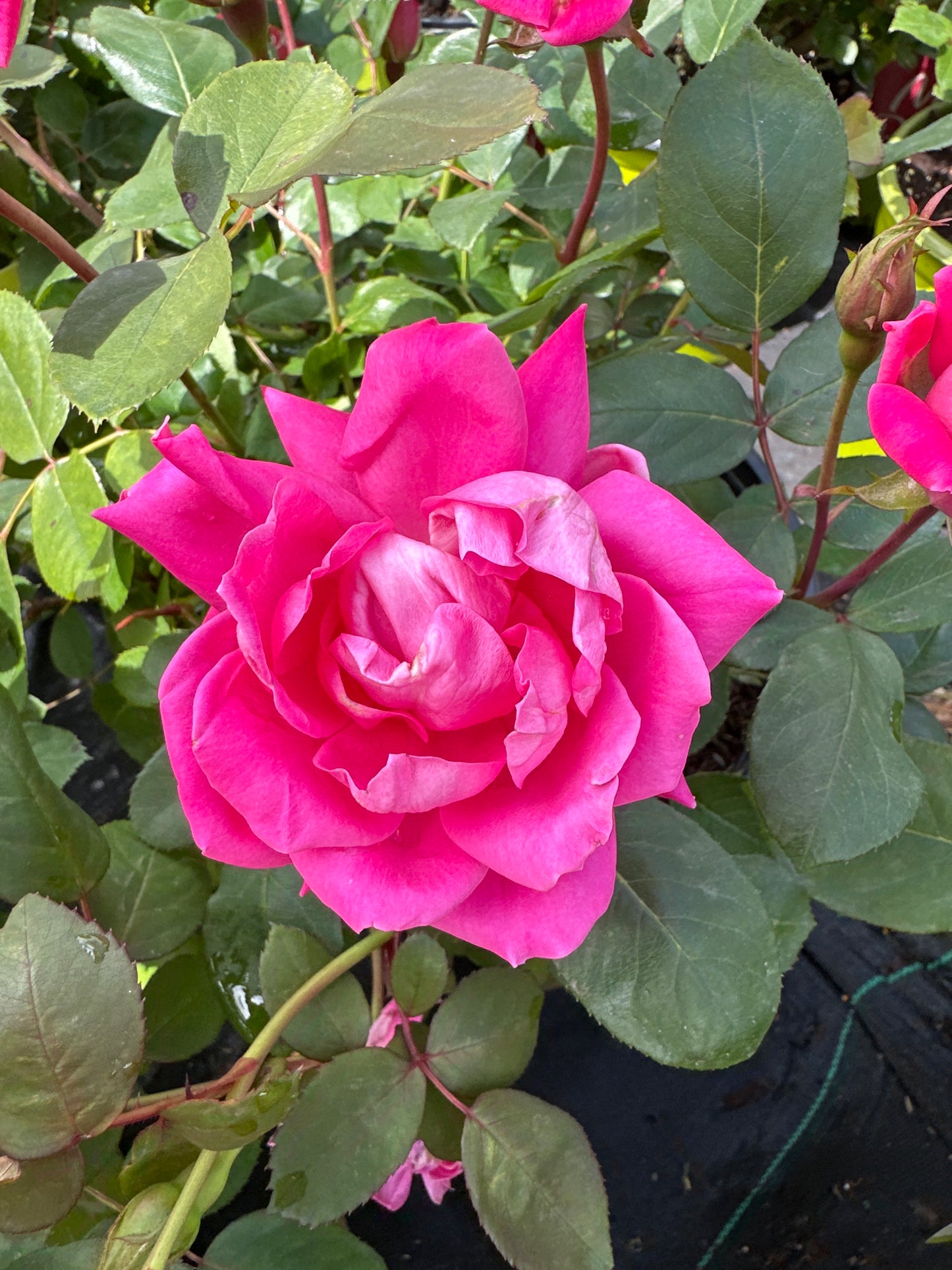 ROSE K.O. 'DBL PINK KNOCKOUT'