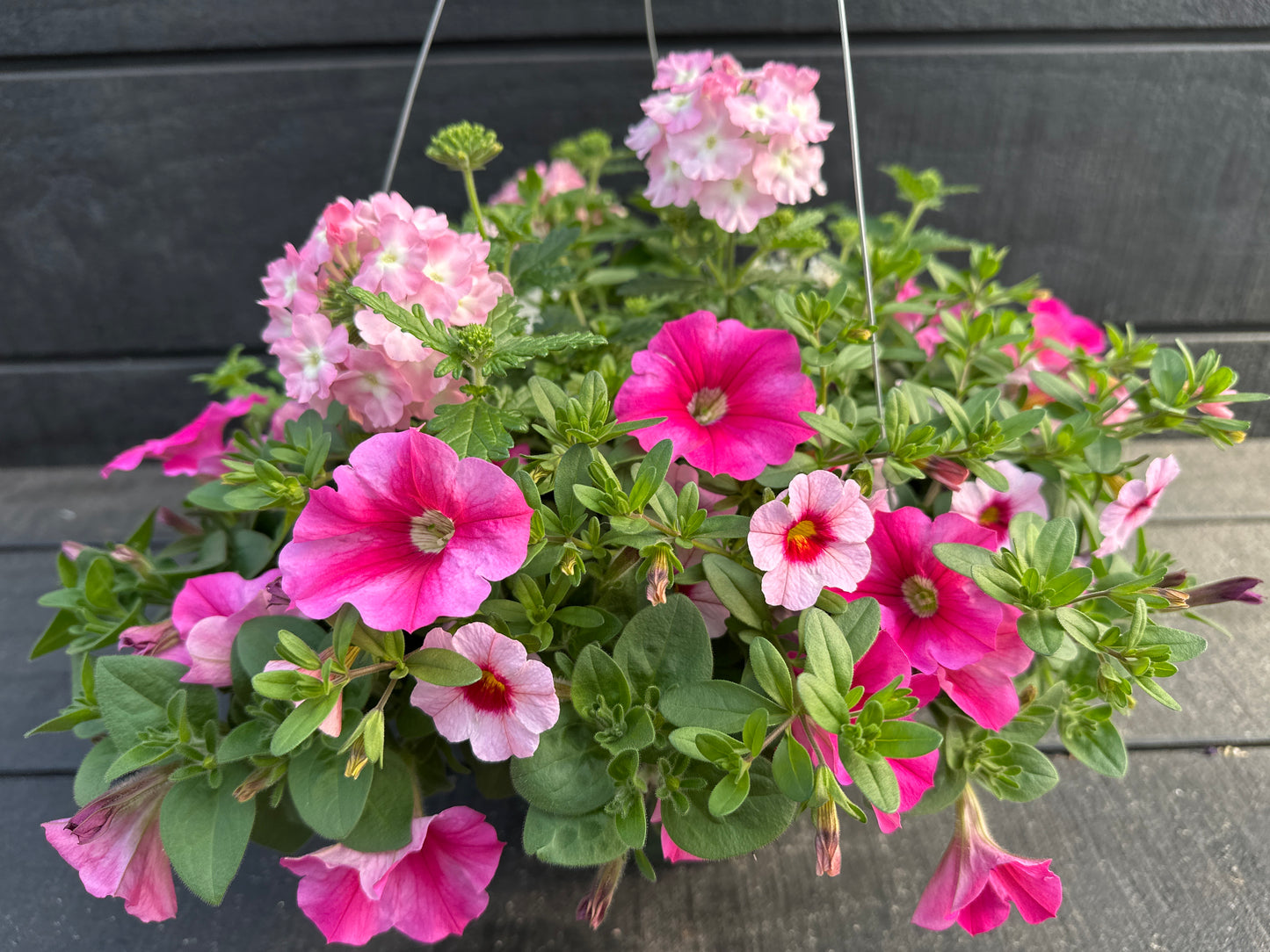 COMBO CHERRY KISS - 10'' HANGING BASKET