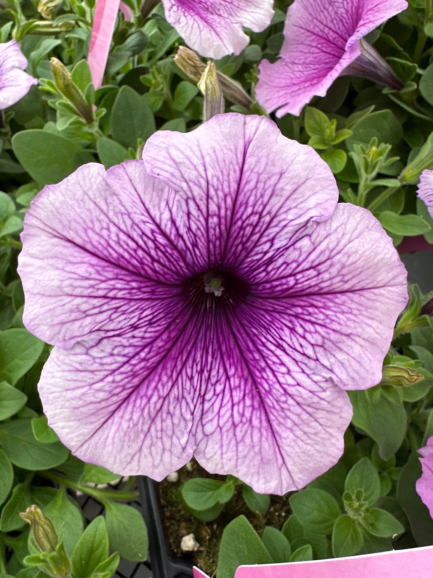 PETUNIA EASY WAVE PLUM VEIN - JUMBO 6 PACK