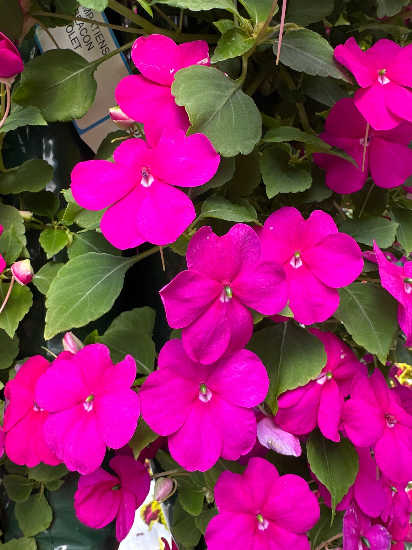IMPATIENS BEACON VIOLET - FLOWER BAG