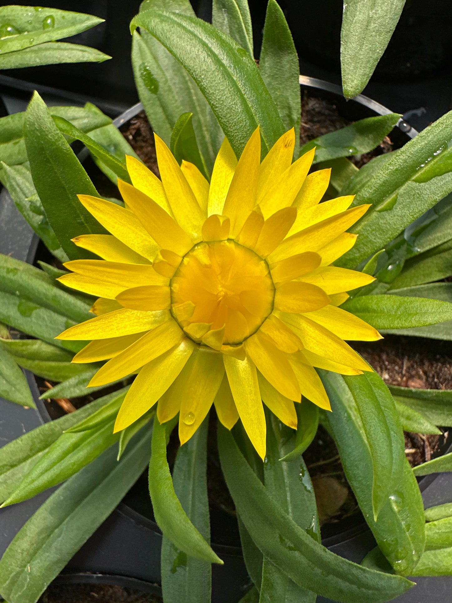 STRAWFLOWER DREAMTIME YELLOW - 4'' POT