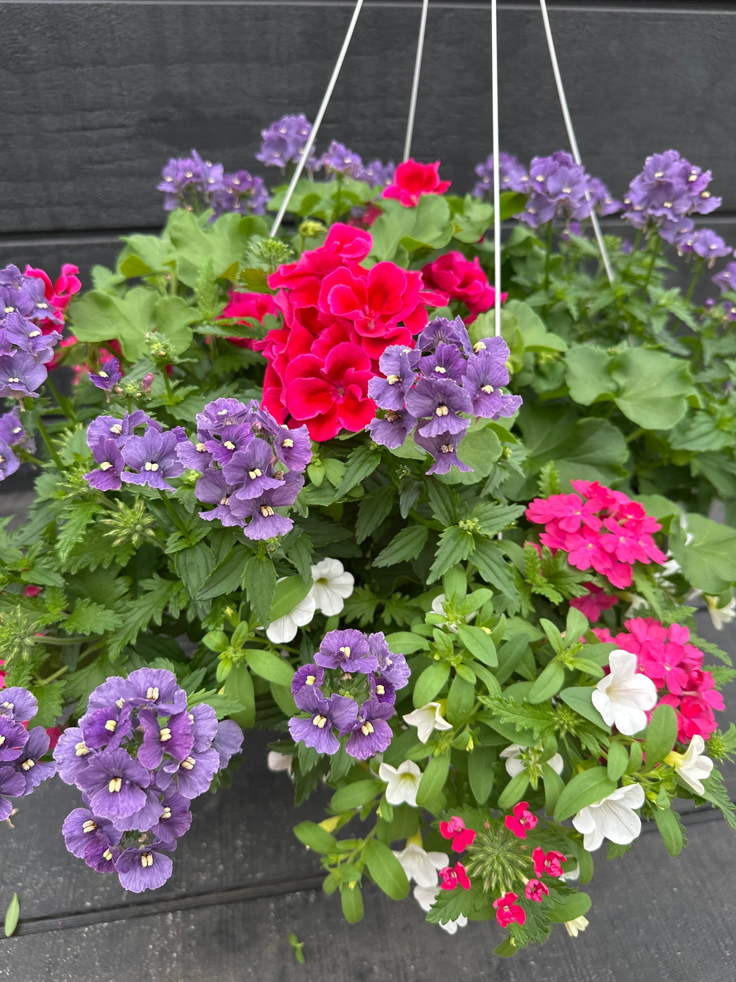 BASKET #7 - 14" HANGING BASKET