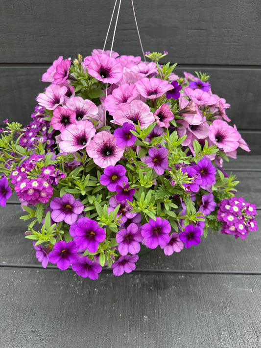 COMBO PURPLE CLEOPATRA - 10" HANGING BASKET