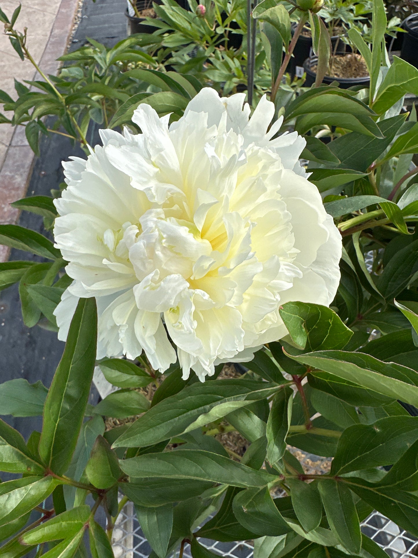 PAEONIA SHIRLEY TEMPLE (WHITE)
