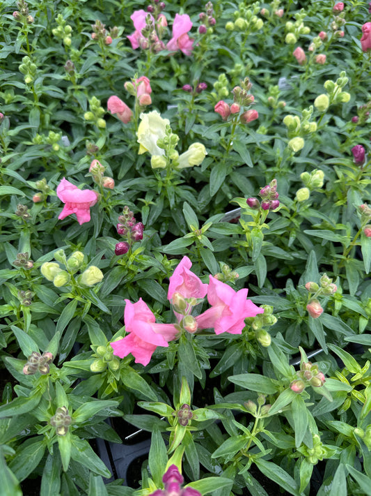 SNAPDRAGON SNAPSHOT MIX - FLAT OF 48 PLANTS