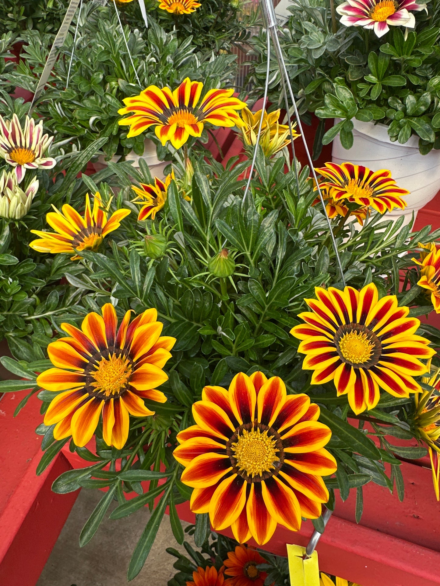 GAZANIA BIG KISS YELLOW FLAME - 8" HANGING BASKET