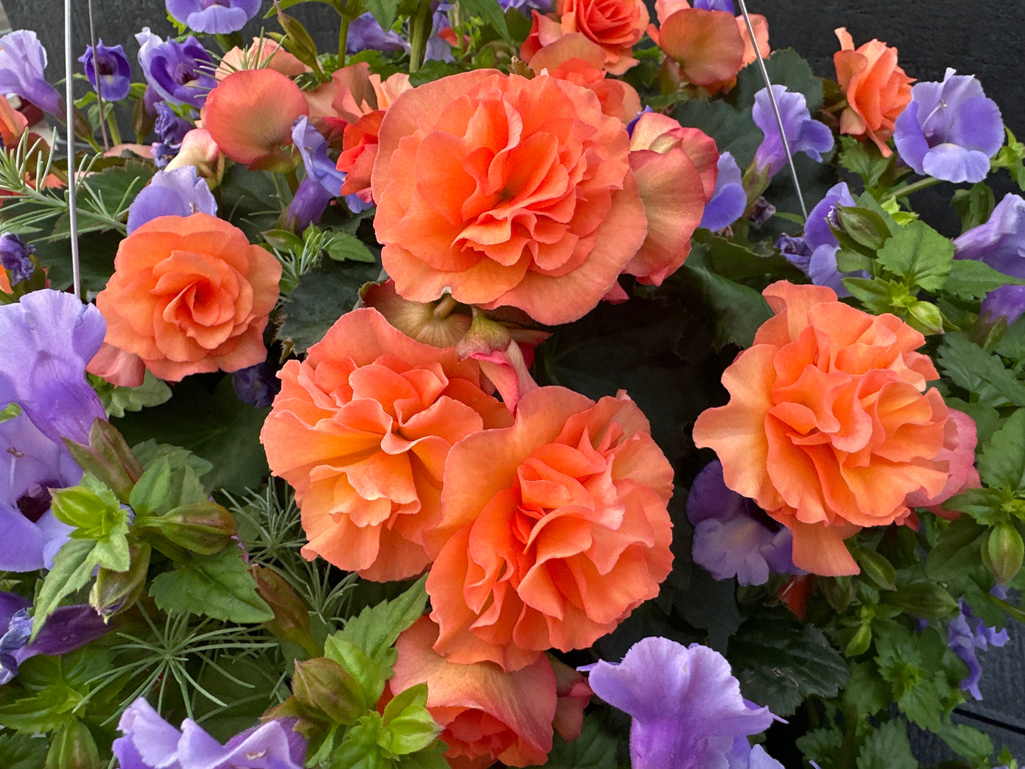 BASKET #7 - 12'' HANGING BASKET