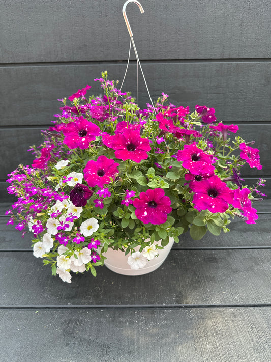 COMBO CHEMICAL ATTRACTION - 10" HANGING BASKET