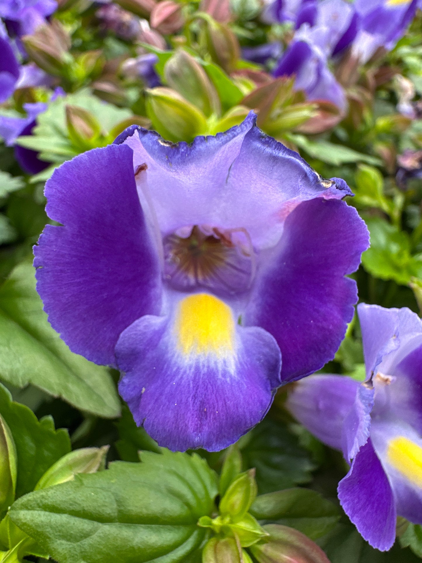 TORENIA MOON INDIGO - 4" POT