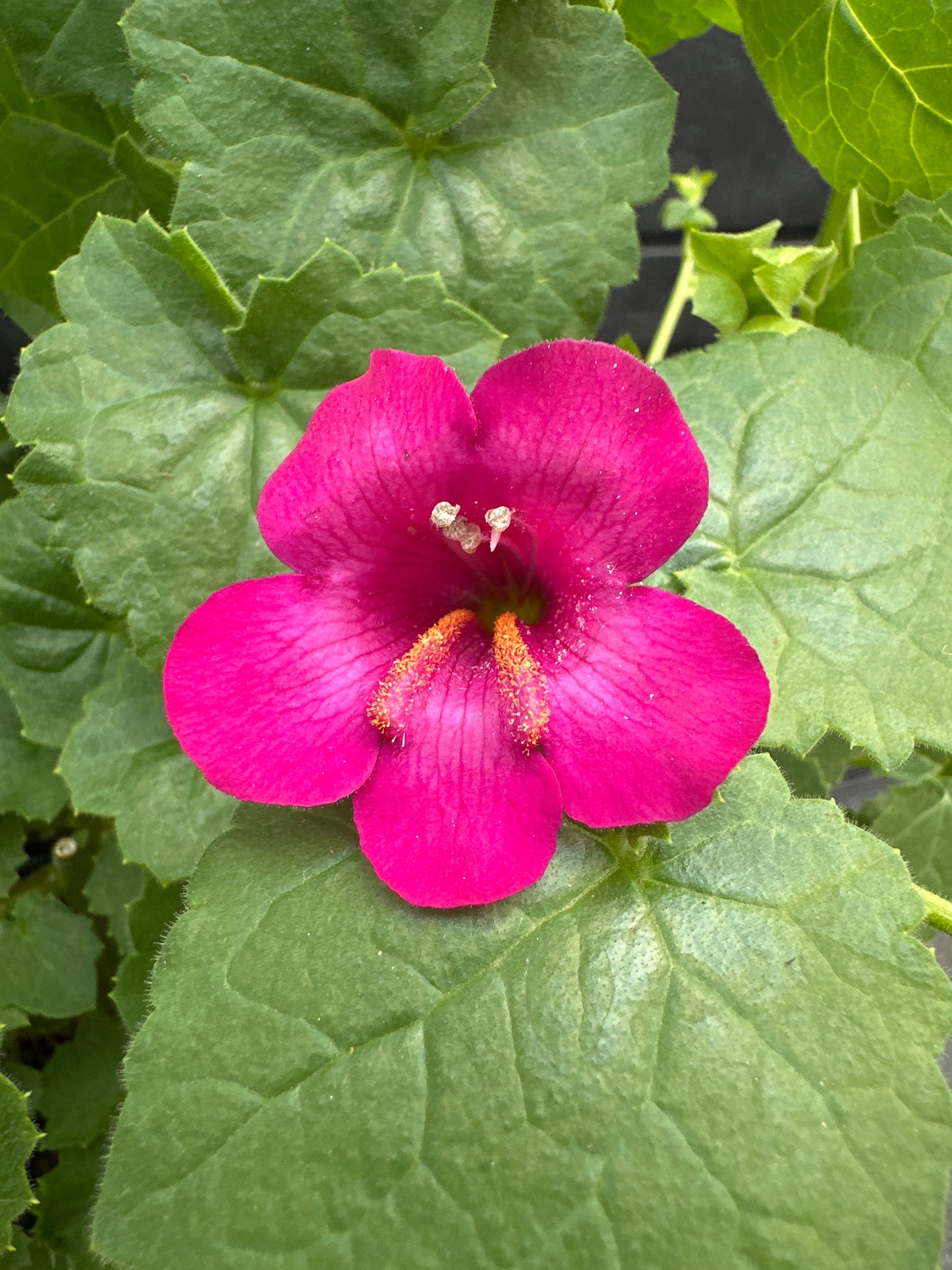 LOPHOSPERMUM COMPACT ROSE - 1 GALLON WITH TRELLIS