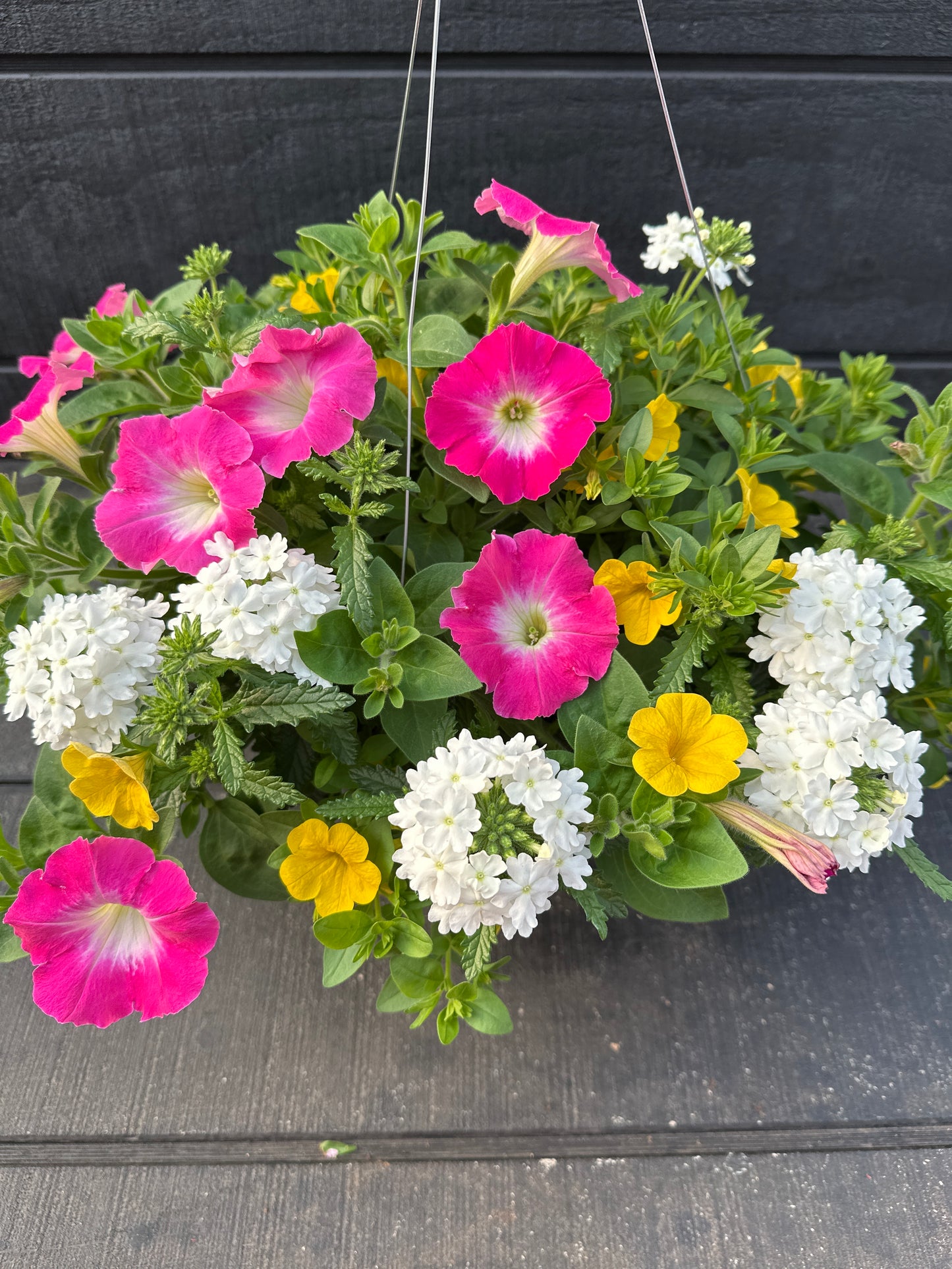 COMBO PARADISE SUNRISE - 10'' HANGING BASKET