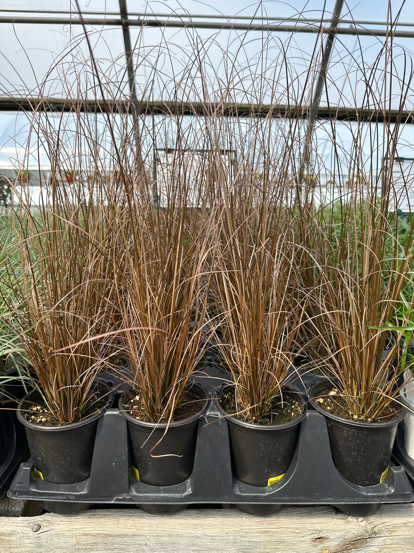 GRASS CAREX RED ROOSTER - QUART POT