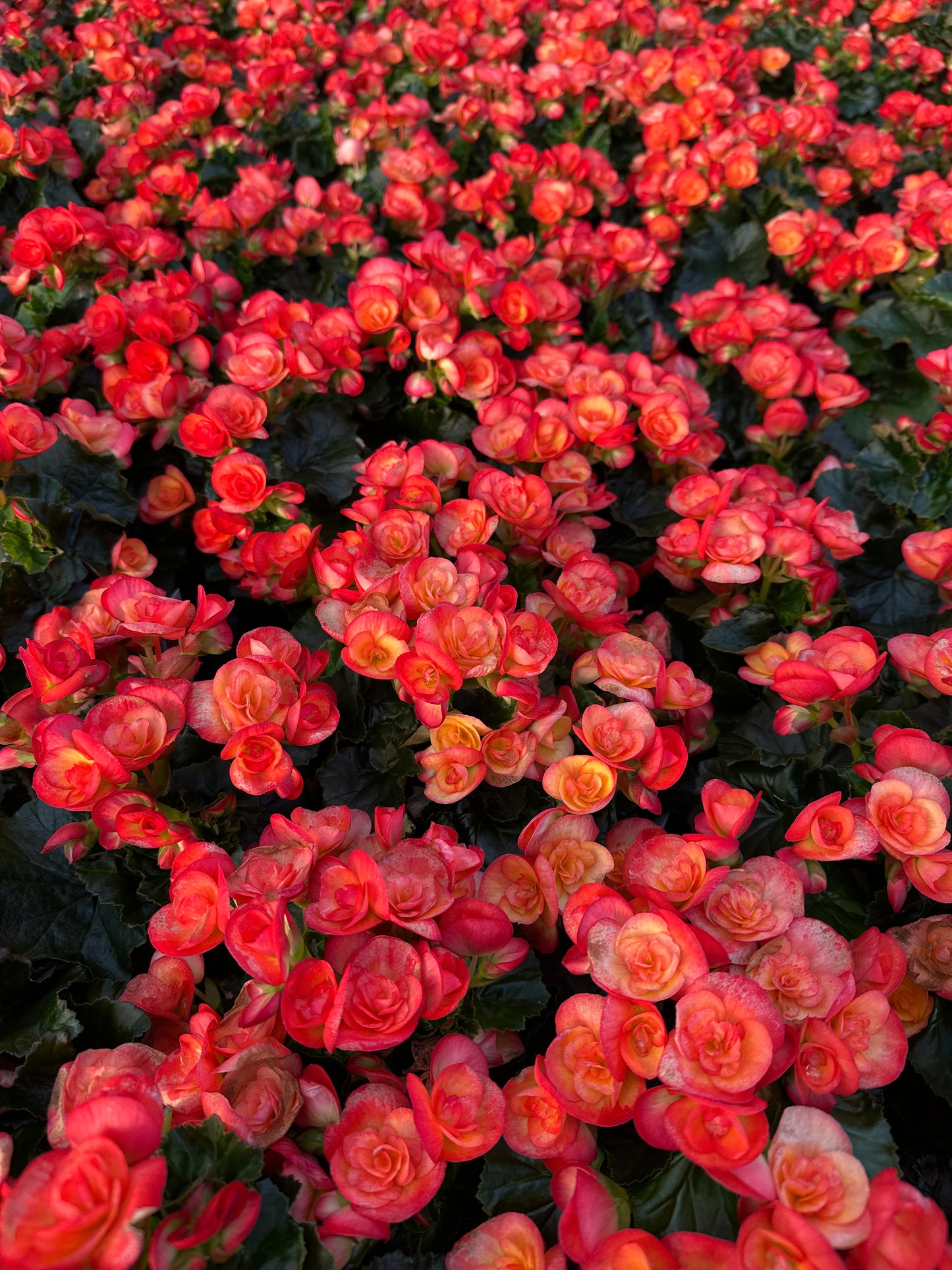 BEGONIA REIGER CARNEVAL - 4'' POT