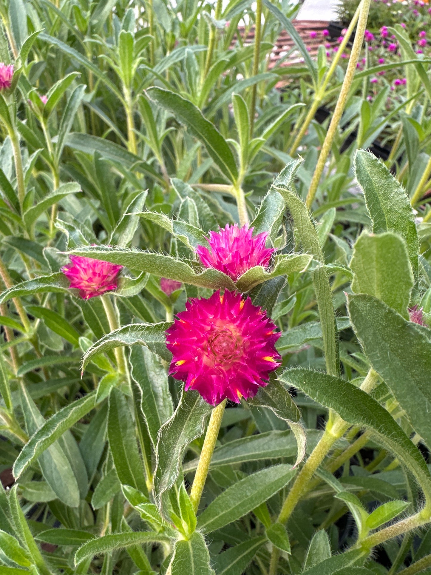GOMPHRENA QIS CARMINE - QUART POT