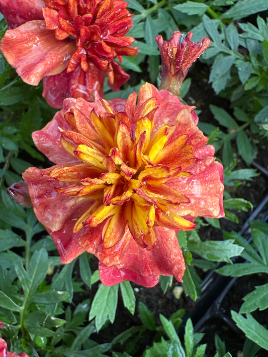 MARIGOLD STRAWBERRY BLONDE - JUMBO 6 PACK