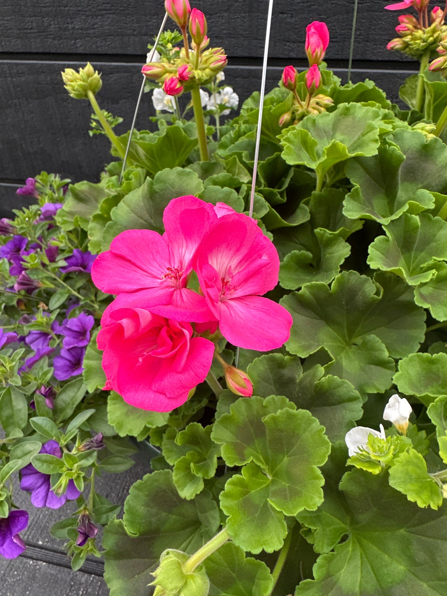 BASKET #74 - 12'' HANGING BASKET