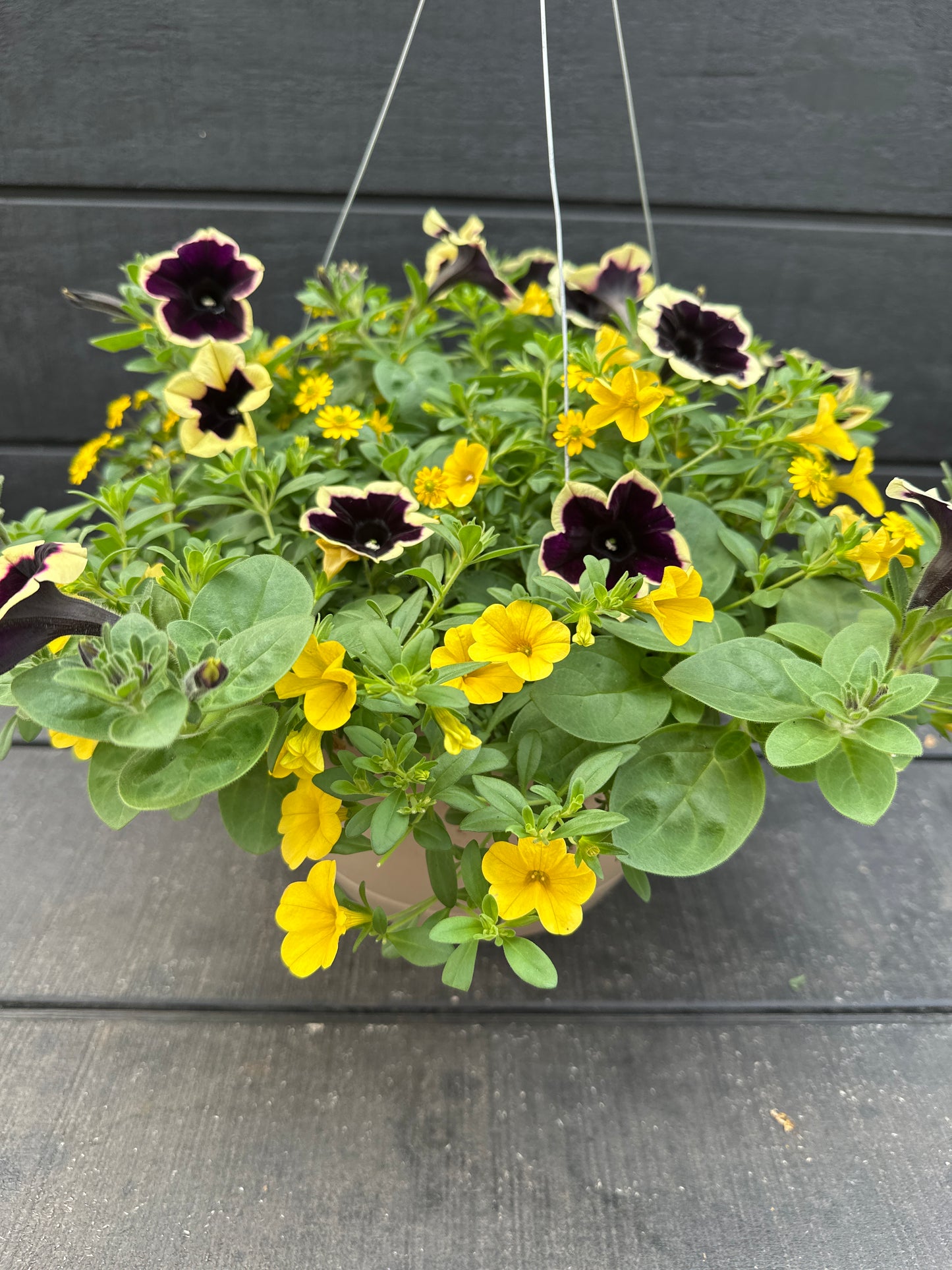 BASKET #25 - 10'' HANGING BASKET