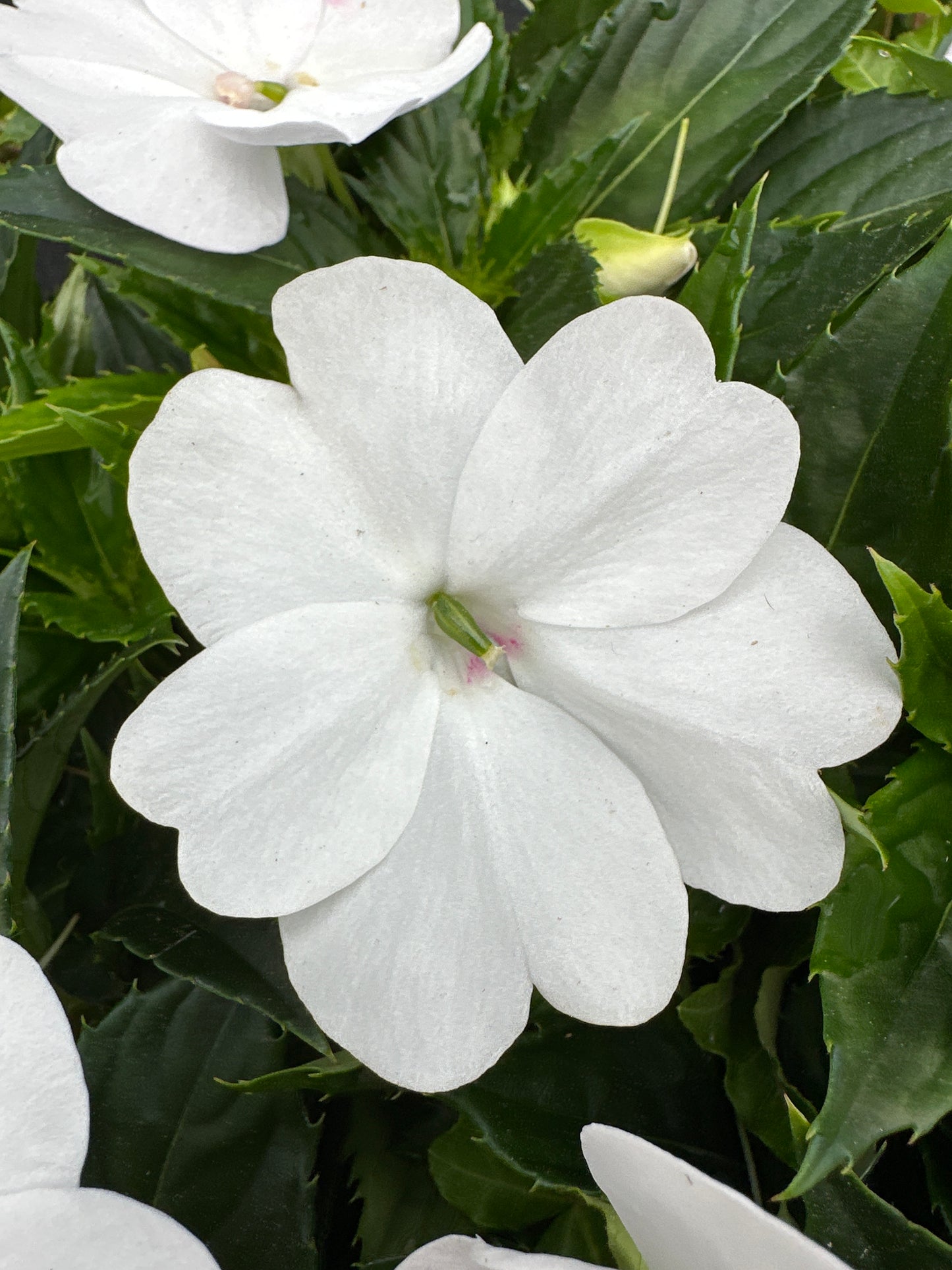 BASKET #41 - 12" HANGING BASKET