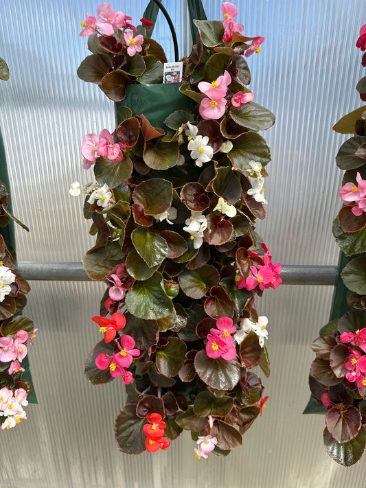 BEGONIA BADA BOOM MIX - FLOWER BAG