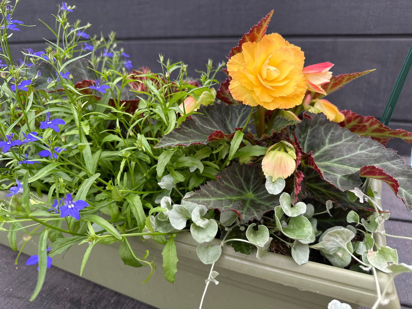 COMBO #30 - 24" WINDOW BOX