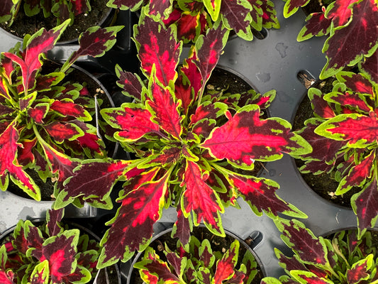 COLEUS TERRASCAPE ALL THAT LAVA - 4'' POT
