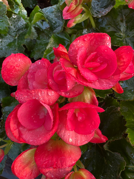 BEGONIA REIGER NETJA DARK - 4" POT
