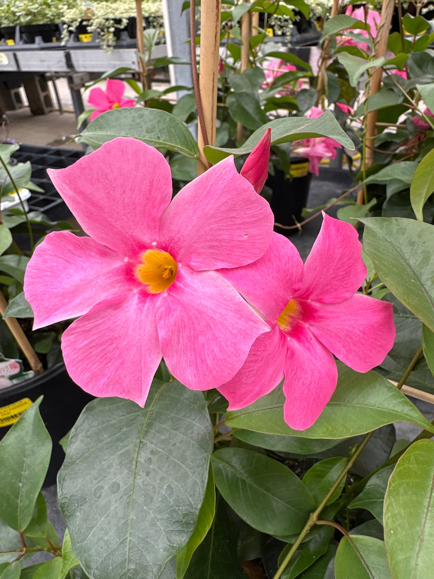 MANDEVILLA SUN 'PARASOL PINK'