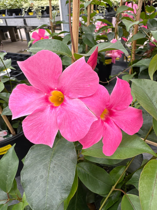 MANDEVILLA SUN 'PARASOL PINK'