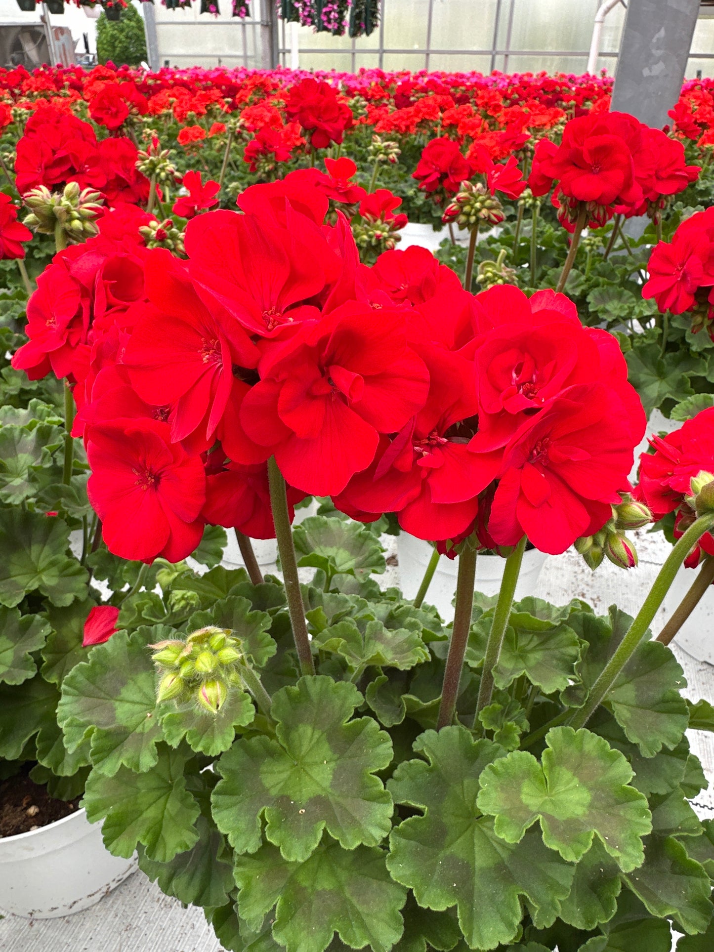 GERANIUM DYNAMO RED - 6" POT