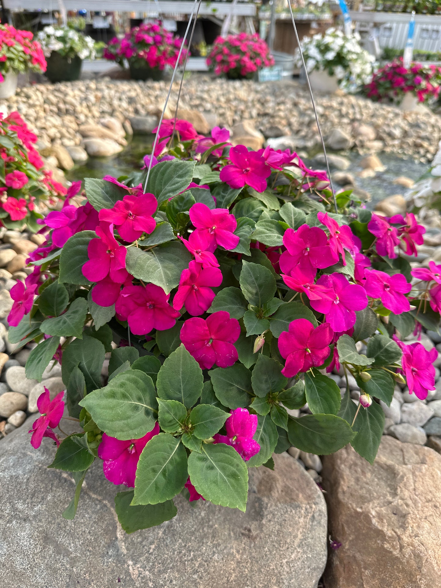 IMPATIENS BEACON VIOLET - 10" HANGING BASKET
