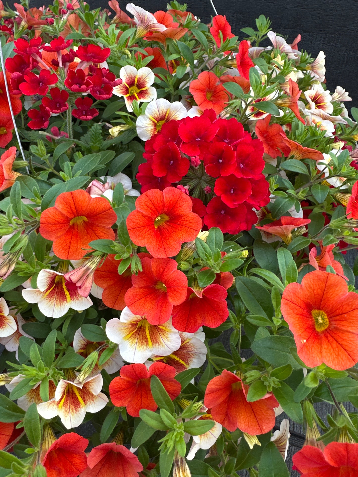 BASKET #45 - 12" HANGING BASKET