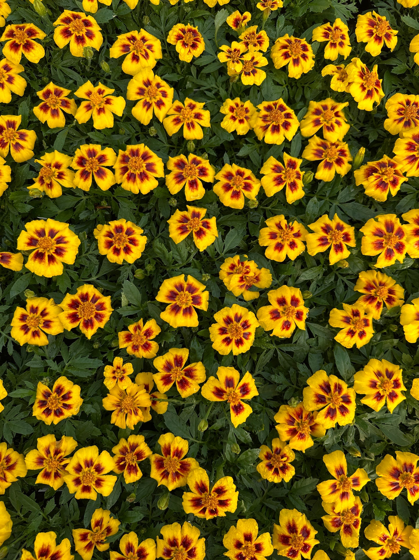 MARIGOLD DISCO MARIETTA - FLAT OF 48 PLANTS