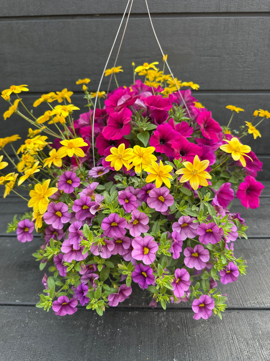 COMBO NIGHT LIGHTS - 10" HANGING BASKET