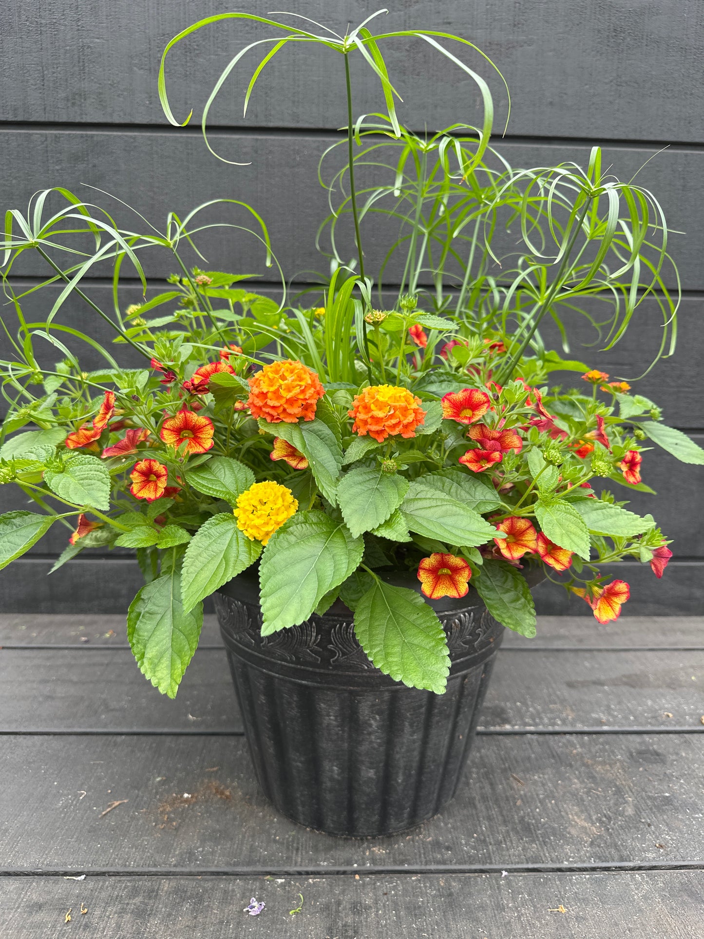 COMBO #88 - 12'' POT