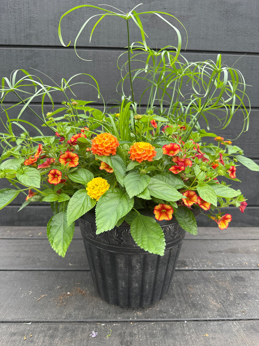 COMBO #88 - 12'' POT
