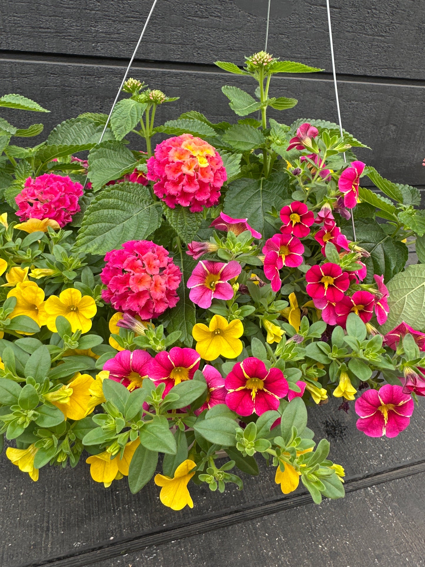 BASKET #56 - 10'' HANGING BASKET