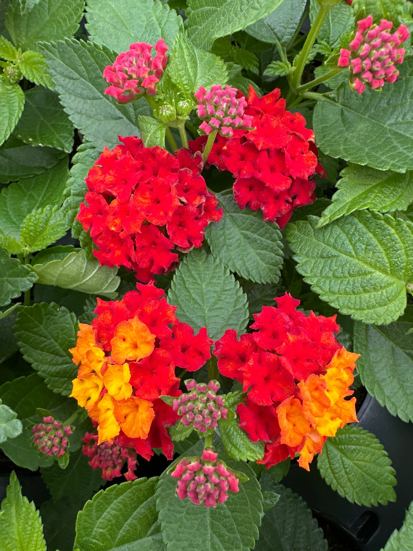LANTANA BANDELERO RED - 4" POT