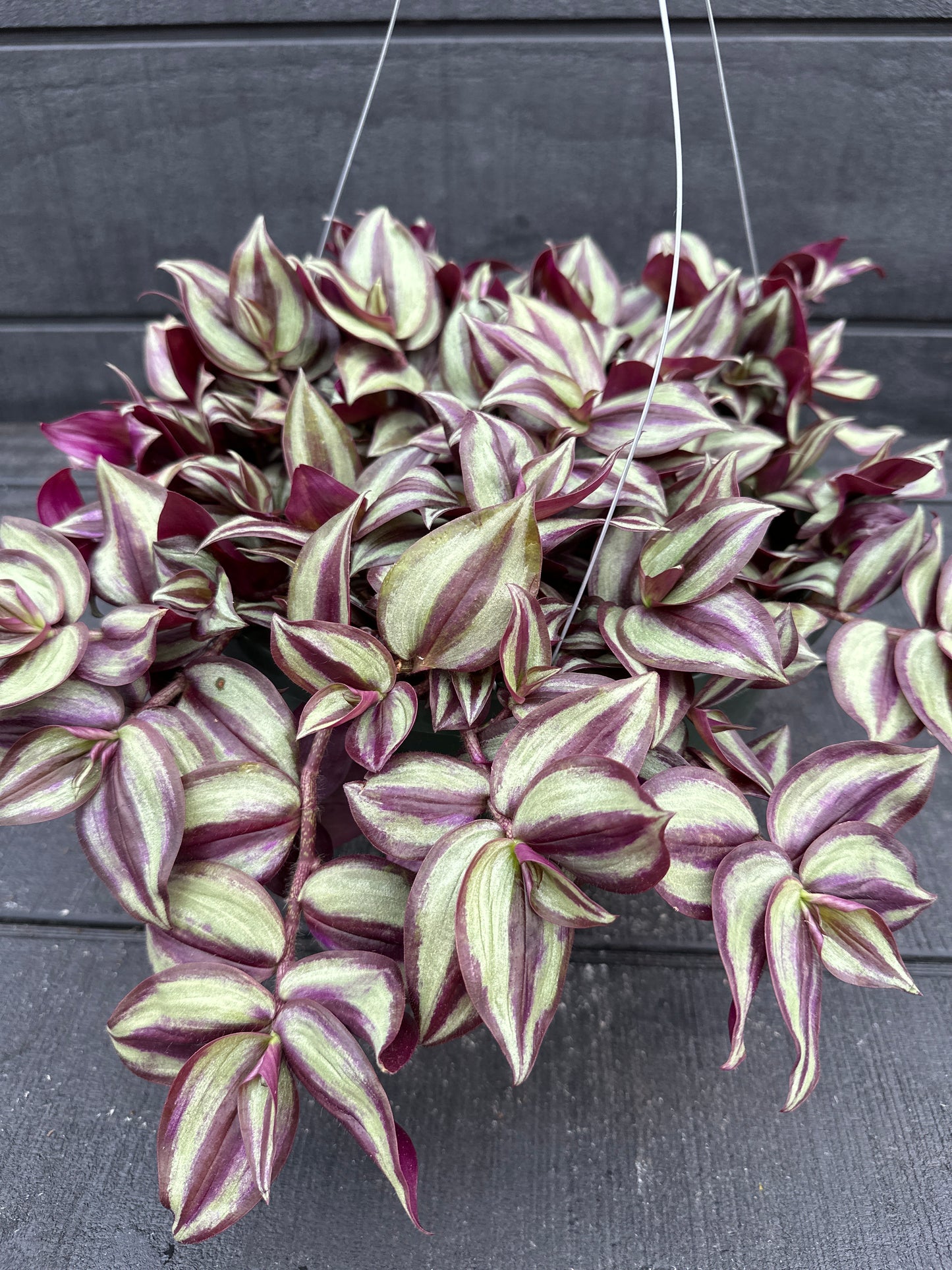 TRADESCANTIA ZEBRINA PURPLE VARIEGATED - 10" HANGING BASKET