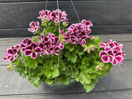 GERANIUM MARTHA WASHINGTON ELEGANCE IMPERIAL - 10" HANGING BASKET