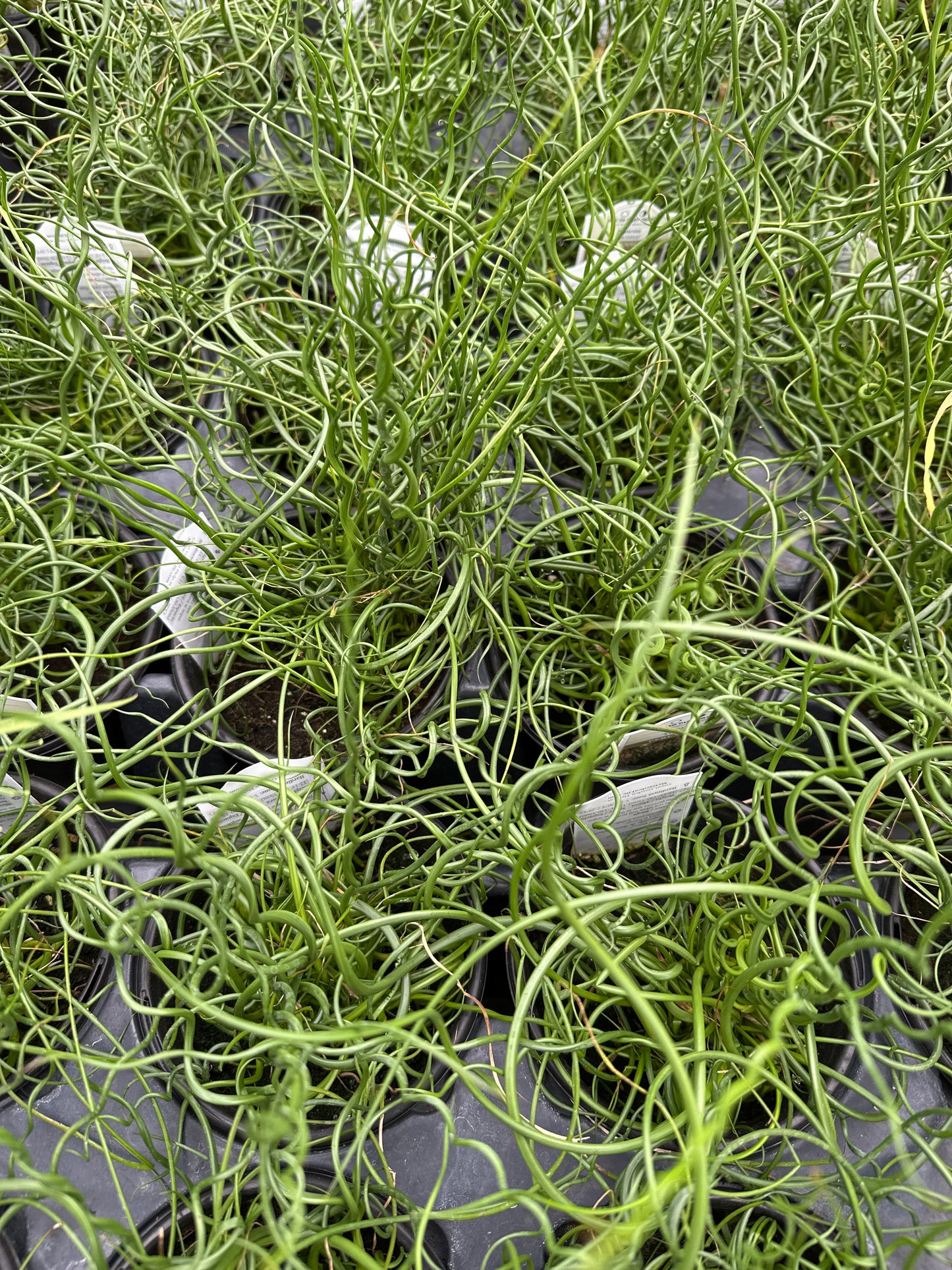 GRASS JUNCUS EFFUSUS TWISTER - QUART POT