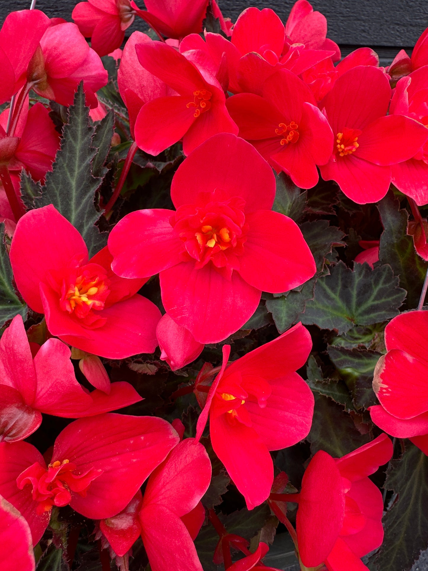 BEGONIA ICONIA FIRST KISS - 10'' HANGING BASKET