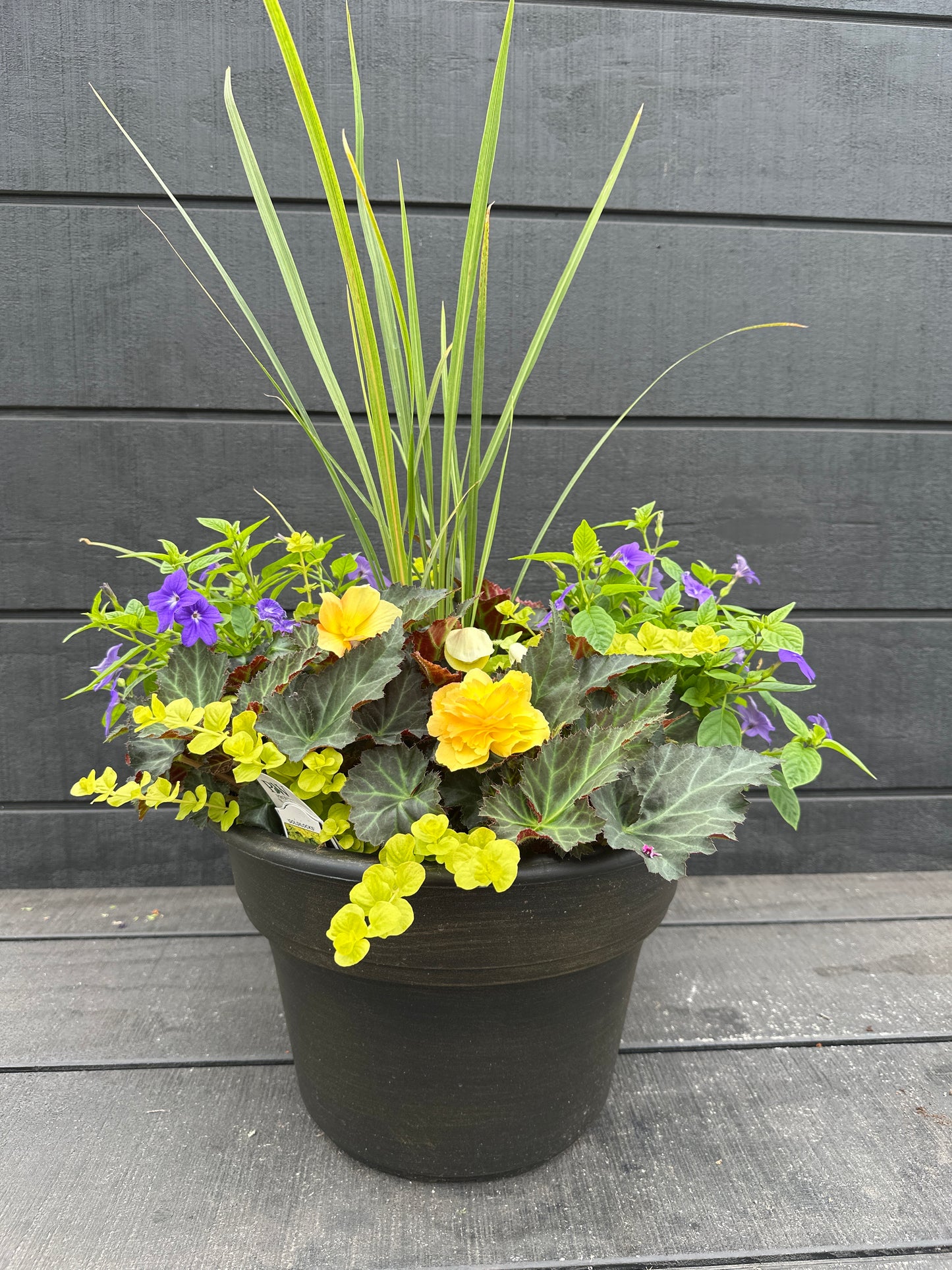 COMBO #65 - 12'' POT