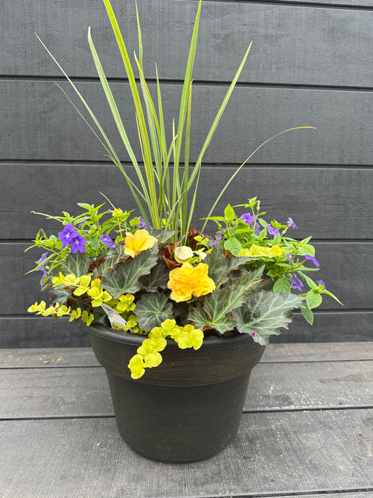 COMBO #65 - 12'' POT
