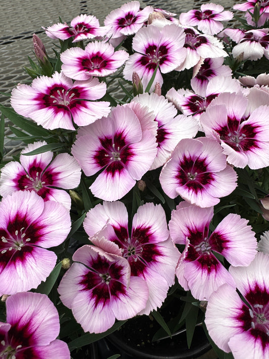 DIANTHUS CHINESIS CORONET WHITE PURPLE EYE - QUART POT