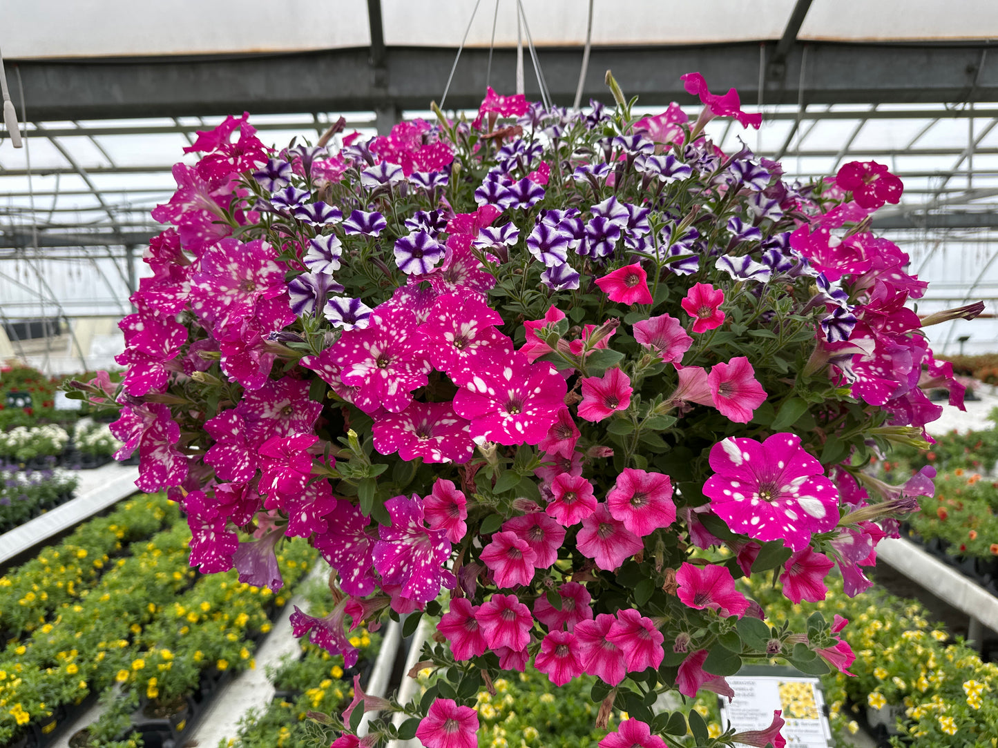 BASKET #91 - 12" HANGING BASKET