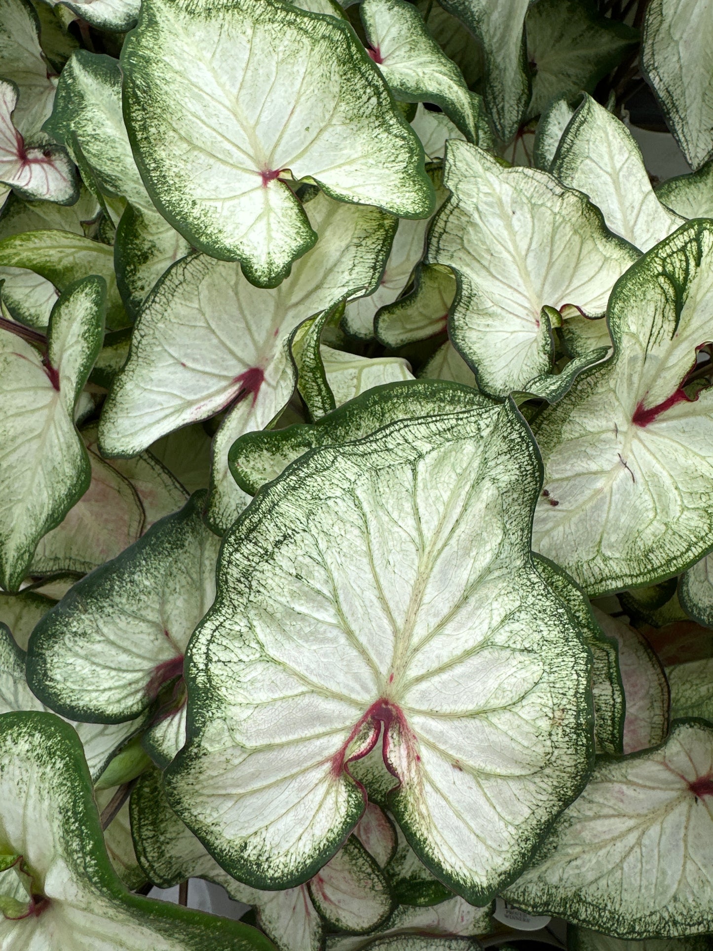 Heart to Heart Caladium